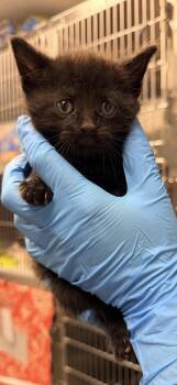 Oak -  Domestic Long Hair and Domestic Short Hair Cat for Adoption in Bowling Green, Kentucky - Oak | PetCurious