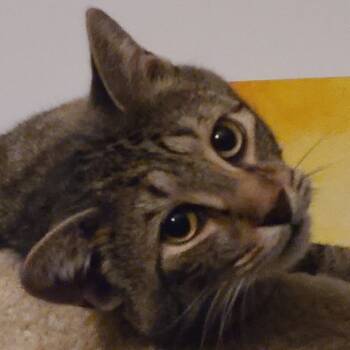 Rescue Domestic Short Hair Cats for Adoption in Falls Church, Virginia - Berry | PetCurious