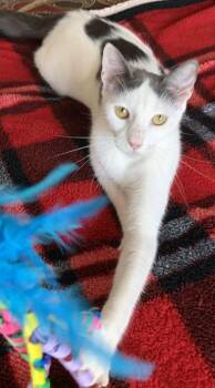 London -  Domestic Short Hair Cat for Adoption in Liverpool, Texas - London | PetCurious