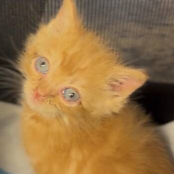 Beans -  Domestic Short Hair Cat for Adoption in Midland, Texas - Beans | PetCurious