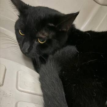 Domestic Medium Hair Cats Available for Adoption in Allentown, Pennsylvania - Zorro | PetCurious