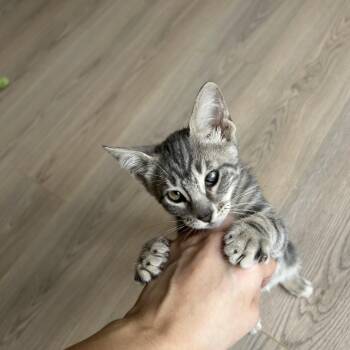 Leia -  Domestic Short Hair Cat for Adoption in Houston, Texas - Leia | PetCurious