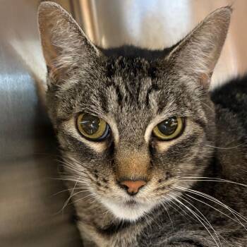 Luna -  Domestic Short Hair Cat for Adoption in Manhattan, Kansas - Luna | PetCurious