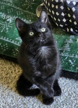 Willow -  Domestic Short Hair Cat for Adoption - Willow | PetCurious