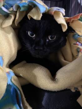 Rescue Domestic Short Hair Cats for Adoption in North Huntingdon, Pennsylvania - Poppi | PetCurious