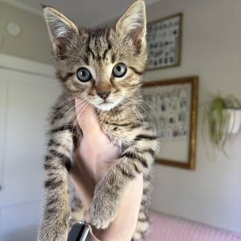 Shrimp -  Domestic Short Hair Cat for Adoption in Lima, Ohio - Shrimp | PetCurious