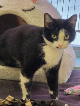 Domestic Short Hair Cats Available for Adoption in Muskegon, Michigan - DIOLINDA | PetCurious