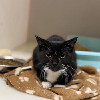 Rescue Domestic Short Hair Cats for Adoption in Elberton, Georgia - Tippie 11886 | PetCurious