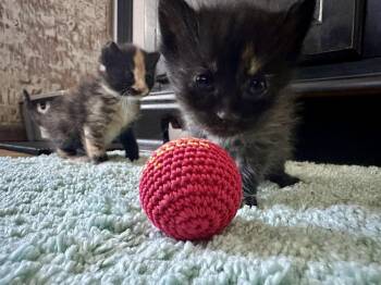 Domestic Short Hair Cats Available for Adoption in Virginia Beach, Virginia - Posy | PetCurious