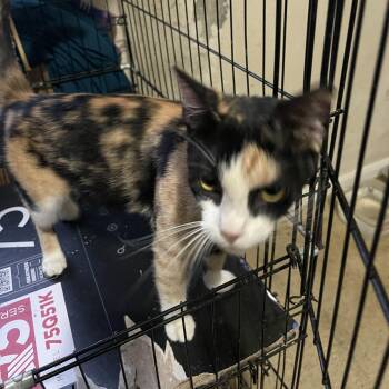 Tilly -  Domestic Short Hair Cat for Adoption in Liverpool, Texas - Tilly | PetCurious