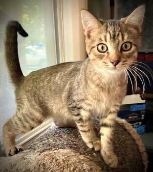 Rescue Domestic Short Hair Cats for Adoption in Ridgeside, Tennessee - Purrito | PetCurious