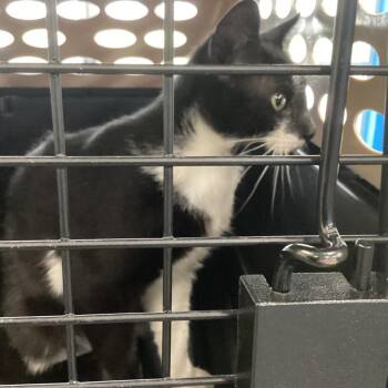 Granola -  Domestic Short Hair Cat for Adoption in Montgomery, Alabama - Granola | PetCurious