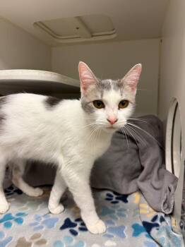 Babbs (Lyons) -  Domestic Short Hair Cat for Adoption in Johnson City, Tennessee - Babbs (Lyons) | PetCurious