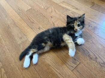 Mary Shelley -  Domestic Medium Hair Cat for Adoption in Warner Robins, Georgia - Mary Shelley | PetCurious