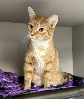 DAISIE -  Domestic Short Hair Cat for Adoption in Kalamazoo, Michigan - DAISIE | PetCurious