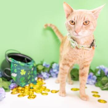 Tyger -  Domestic Short Hair Cat for Adoption in Durham, North Carolina - Tyger | PetCurious