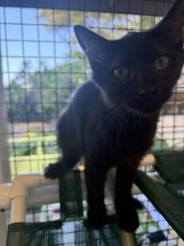 Ricky -  Domestic Medium Hair and Domestic Short Hair Cat for Adoption in Honolulu, Hawaii - Ricky | PetCurious