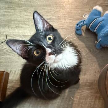 Sly -  Domestic Medium Hair Cat for Adoption in Daphne, Alabama - Sly | PetCurious