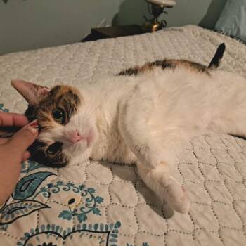 Callie -  Domestic Short Hair Cat for Adoption in Philadelphia, Pennsylvania - Callie | PetCurious