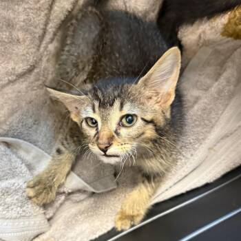 Fox -  Domestic Short Hair Cat for Adoption in Council Bluffs, Iowa - Fox | PetCurious
