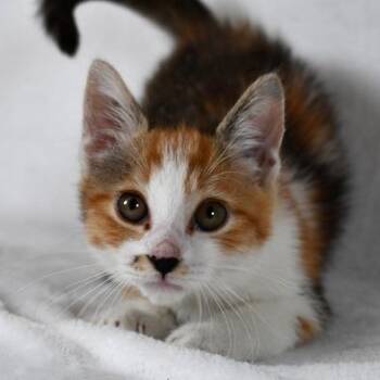 Ms. Marvel -  Domestic Short Hair Cat for Adoption in Johnson City, Tennessee - Ms. Marvel | PetCurious