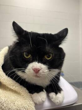 SISSEY -  Domestic Short Hair Cat for Adoption in Indianapolis, Indiana - SISSEY | PetCurious