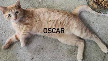 Oscar -  Tabby Cat for Adoption in Inez, Kentucky - Oscar | PetCurious