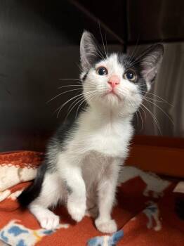 Fable -  Domestic Short Hair Cat for Adoption in Ocala, Florida - Fable | PetCurious