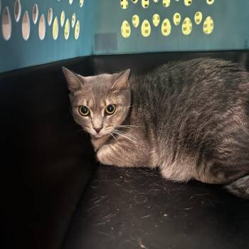 Popcorn -  Domestic Short Hair Cat for Adoption in Philadelphia, Pennsylvania - Popcorn | PetCurious