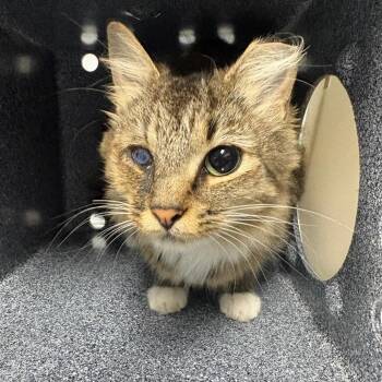 Honey Bunny -  Domestic Short Hair Cat for Adoption in Greenville, South Carolina - Honey Bunny | PetCurious