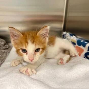 Natsu -  Domestic Short Hair Cat for Adoption in Fort Worth, Texas - Natsu | PetCurious