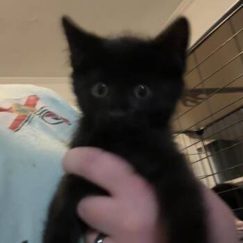 Domestic Short Hair Cats Available for Adoption in Pittsburg, Kansas - Berserker | PetCurious
