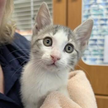 Purreaster* -  Domestic Short Hair Cat Available for Adoption in Voorhees Township, New Jersey - Purreaster* | PetCurious