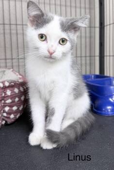 Domestic Short Hair Cats Available for Adoption in Sylacauga, Alabama - Linus | PetCurious