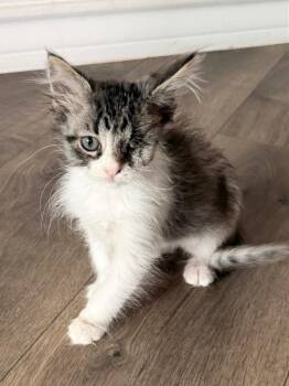 Vail -  Domestic Short Hair and Turkish Van Cat for Adoption in San Antonio, Texas - Vail | PetCurious