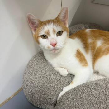 Clementine -  Domestic Short Hair Cat for Adoption in Jessup, Maryland - Clementine | PetCurious