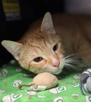Rescue Domestic Short Hair Cats for Adoption in Dallas, Texas - A1263367 | PetCurious