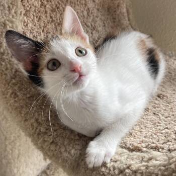 Blossom -  Calico Cat for Adoption in Honolulu, Hawaii - Blossom | PetCurious