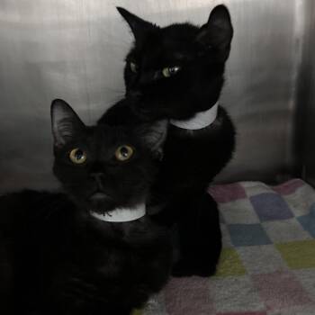 Domestic Short Hair Cats Available for Adoption in Lakeland, Florida - Tucker | PetCurious