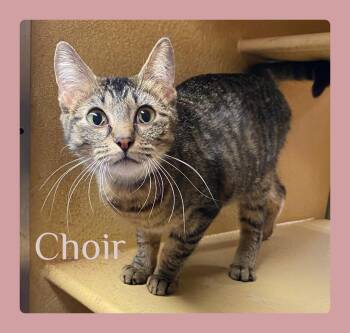 Tabby Cats Available for Adoption in Lawton, Oklahoma - CHOIR | PetCurious