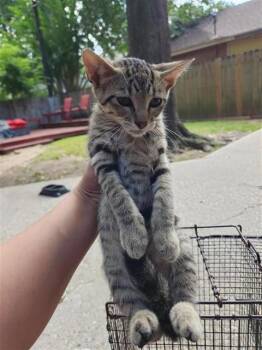 CECE -  Domestic Short Hair Cat for Adoption in Houston, Texas - CECE | PetCurious
