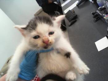 MARIGOLD -  Domestic Short Hair Cat for Adoption in Charlotte, North Carolina - MARIGOLD | PetCurious