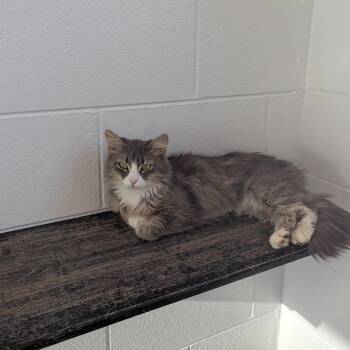 Sassy -  Domestic Medium Hair Cat for Adoption in Stafford, Virginia - Sassy | PetCurious