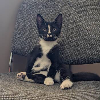 Moustache -  Domestic Short Hair Cat for Adoption in Wakefield, Quebec - Moustache | PetCurious