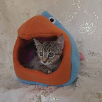 Sage -  Domestic Short Hair and Siamese Cat for Adoption in Riverwoods, Illinois - Sage | PetCurious