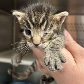 Domestic Medium Hair Cats Available for Adoption in Saint Joseph, Missouri - Dill | PetCurious