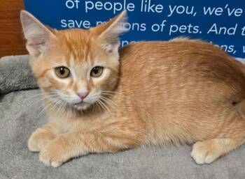 Athos -  Domestic Short Hair Cat for Adoption in Rowlett, Texas - Athos | PetCurious