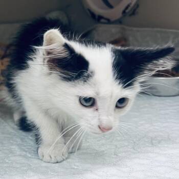 Jafaar -  Domestic Short Hair Cat for Adoption in Jacksboro, Tennessee - Jafaar | PetCurious
