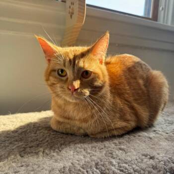 Domestic Short Hair Cats Available for Adoption - Dutch | PetCurious