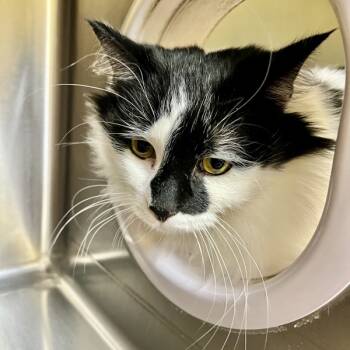 Rescue Domestic Long Hair Cats for Adoption in Sioux City, Iowa - Vivian | PetCurious